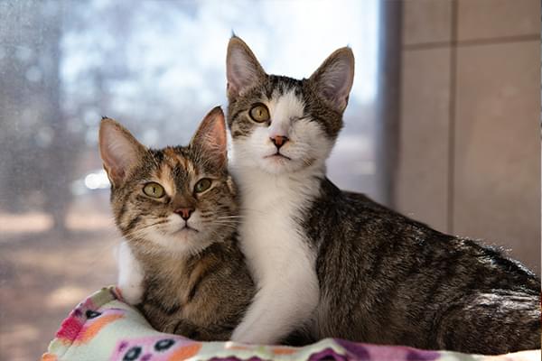 Best Friends Animal Society Photo 3